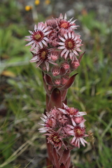Sempervivum tectorum