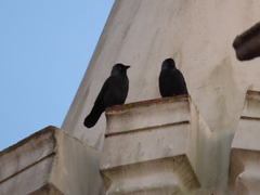 Corvus monedula