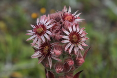 Sempervivum tectorum