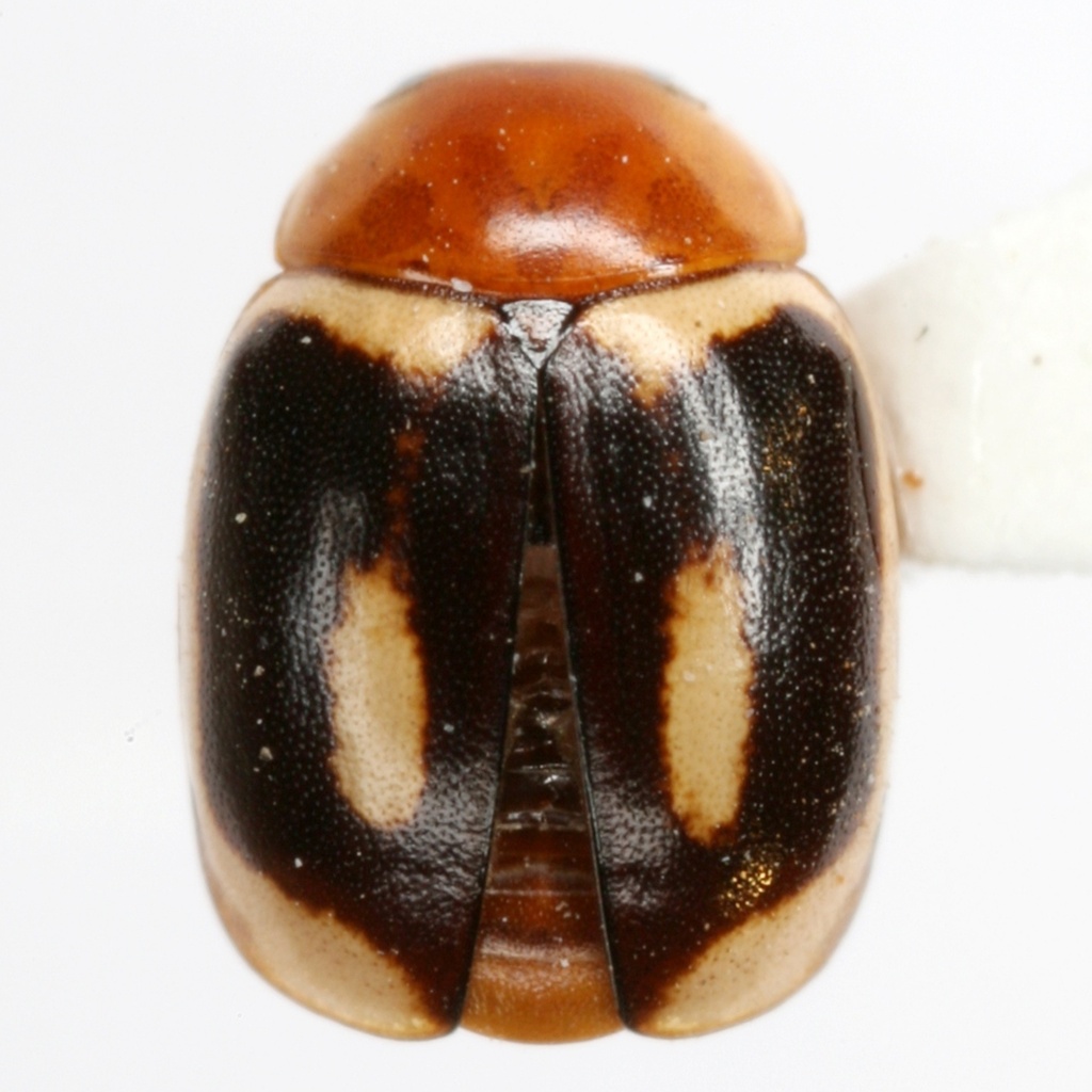 Hyperaspidius insignis