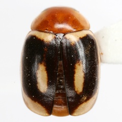 Hyperaspidius insignis