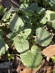 Lamium
