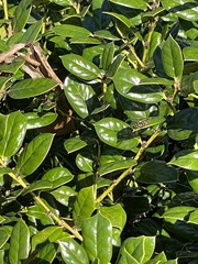 Syrphus