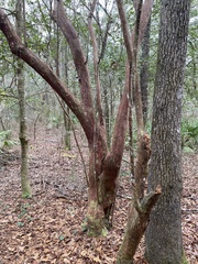 Vaccinium arboreum
