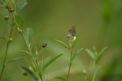 Leptotes cassius