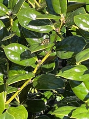 Syrphus