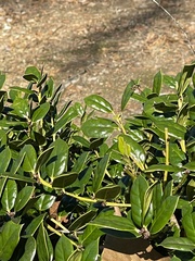 Syrphus