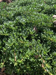 Myoporum parvifolium