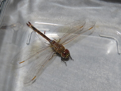Anax ephippiger