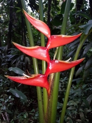 Heliconia bihai