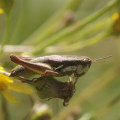 Bogotacris acuticauda