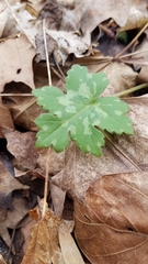 Hydrophyllum appendiculatum