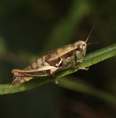 Bogotacris acuticauda