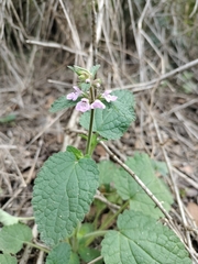 Stachys drummondii
