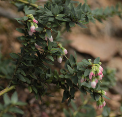 Vaccinium floribundum