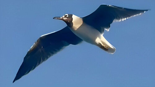 White-eyed Gull｜白眼鸥 参考照片