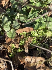 Lamium