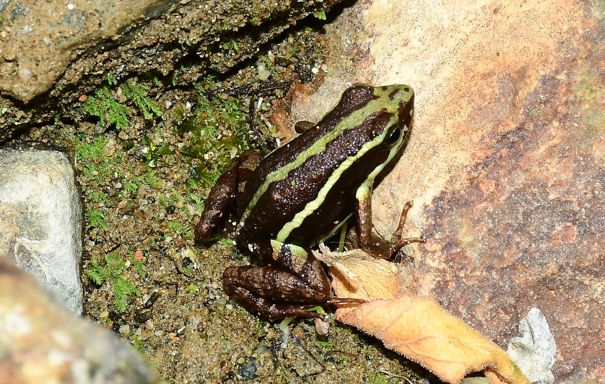 Epipedobates anthonyi image