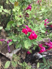 Salvia lemmonii