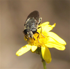 Asemosyrphus mexicanus