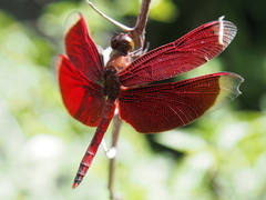 Neurothemis ramburii