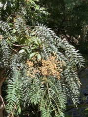 Acacia elata