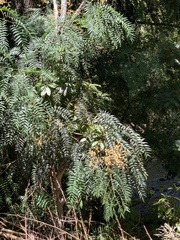 Acacia elata