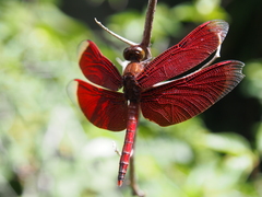Neurothemis ramburii
