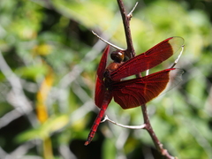 Neurothemis ramburii