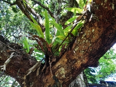 Niphidium crassifolium