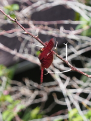 Neurothemis ramburii