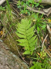 Dryopteris cristata