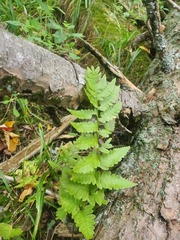 Dryopteris cristata