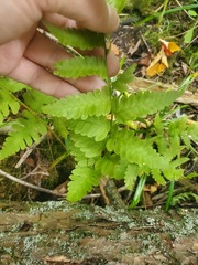 Dryopteris cristata