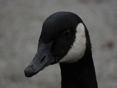Branta canadensis