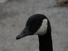 Branta canadensis