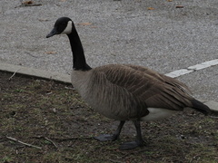 Branta canadensis