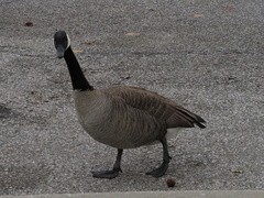 Branta canadensis