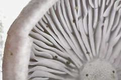 Baeospora myriadophylla