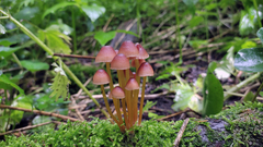 Mycena renati