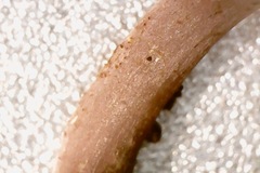 Baeospora myriadophylla