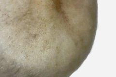 Baeospora myriadophylla