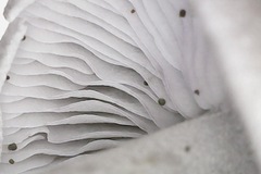 Baeospora myriadophylla