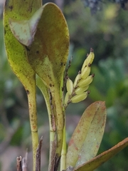Stelis perpusilliflora