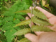 Dryopteris cristata