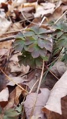 Aquilegia canadensis