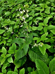 Circaea canadensis canadensis