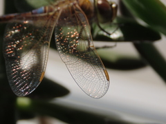 Anax ephippiger
