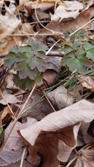 Aquilegia canadensis