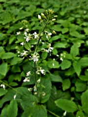 Circaea canadensis canadensis